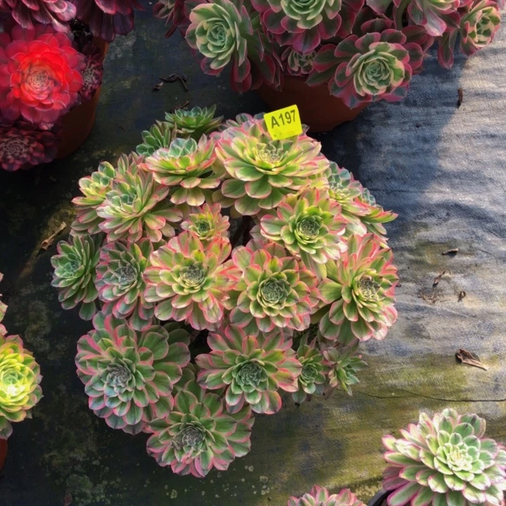 玉兔多肉19700000000