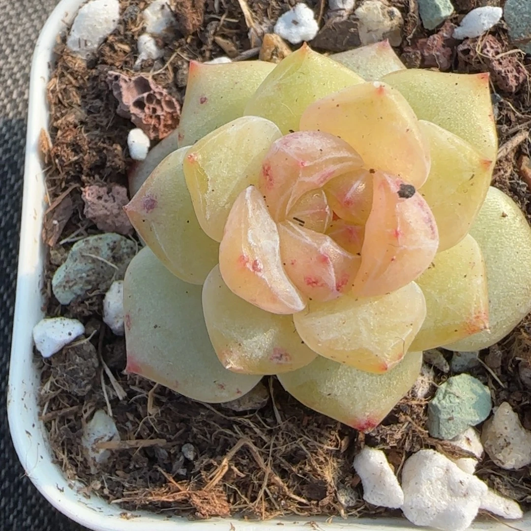 素***问多肉小卡拉米糖心一物一拍