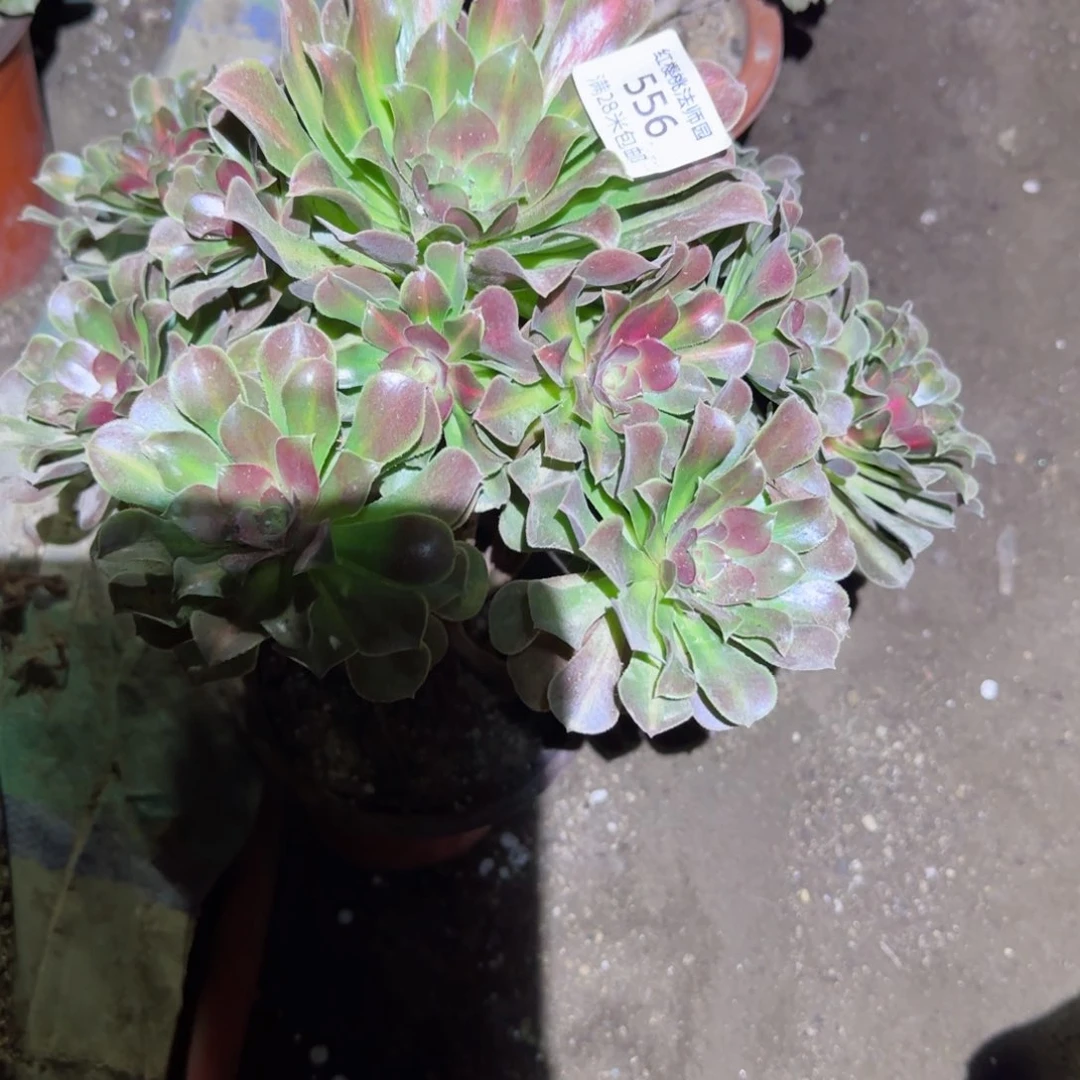 中班法师多肉556