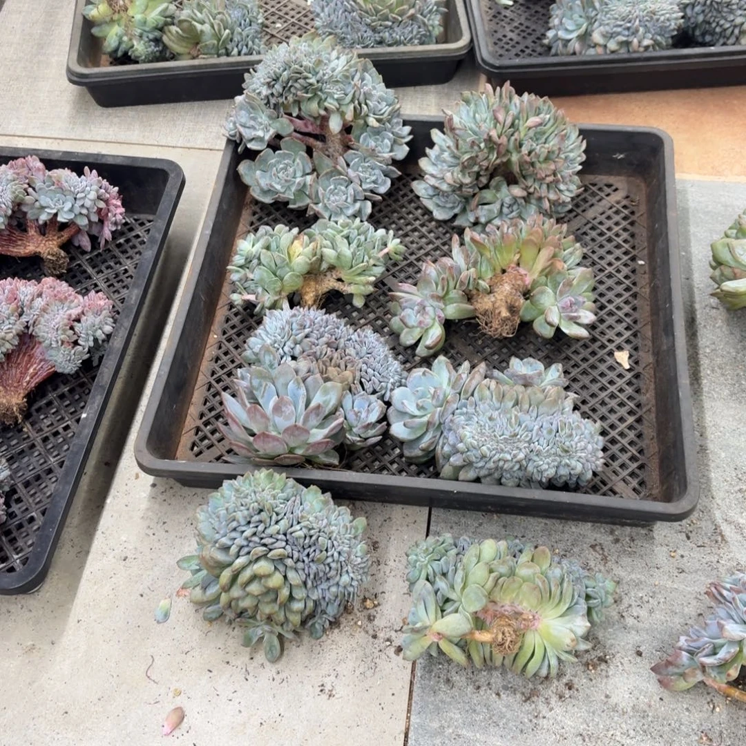杨****30.008星影树缀32区