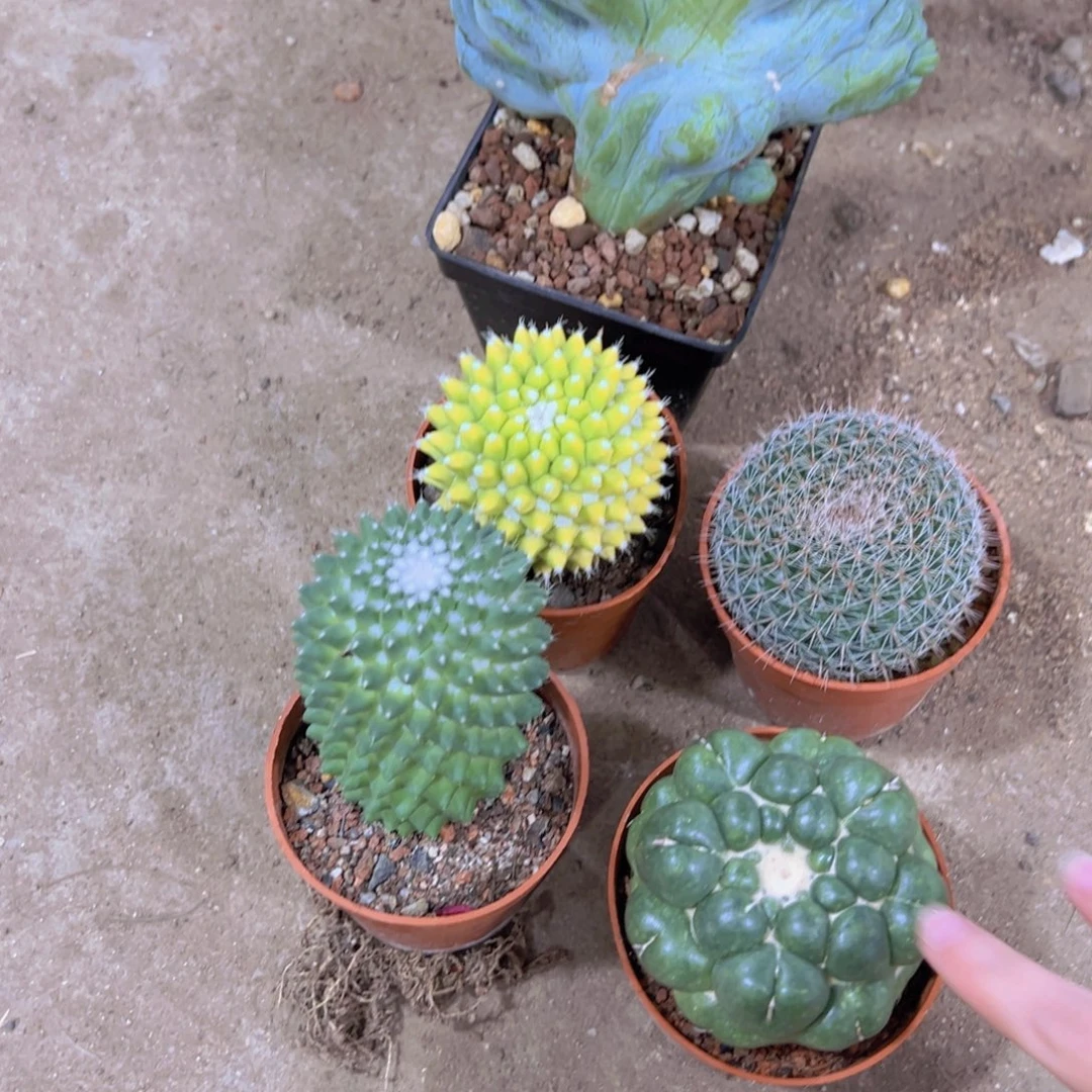 强***e你们都在哪里呢我也想去