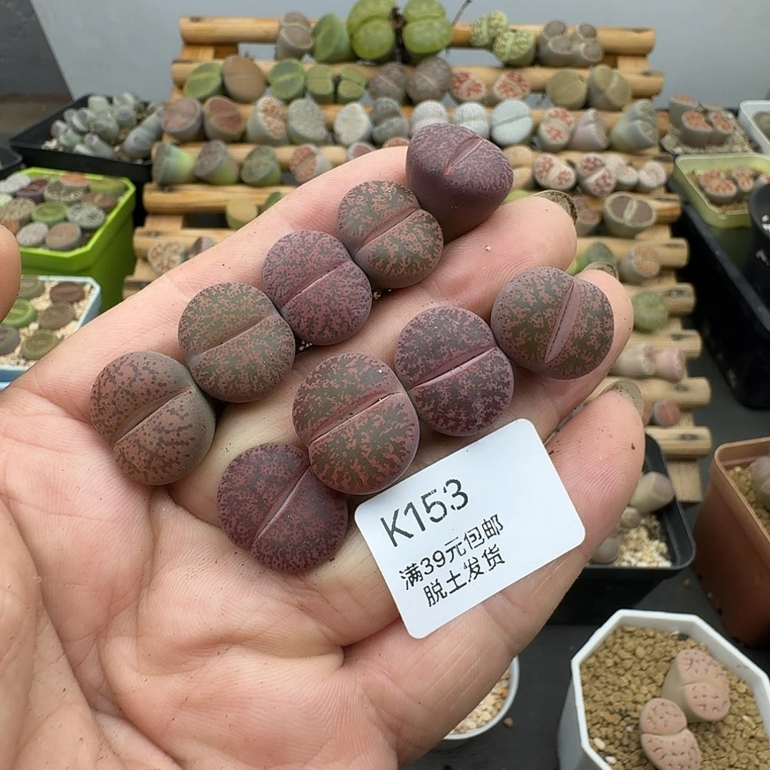 153多肉哈哈哈哈哈哈哈