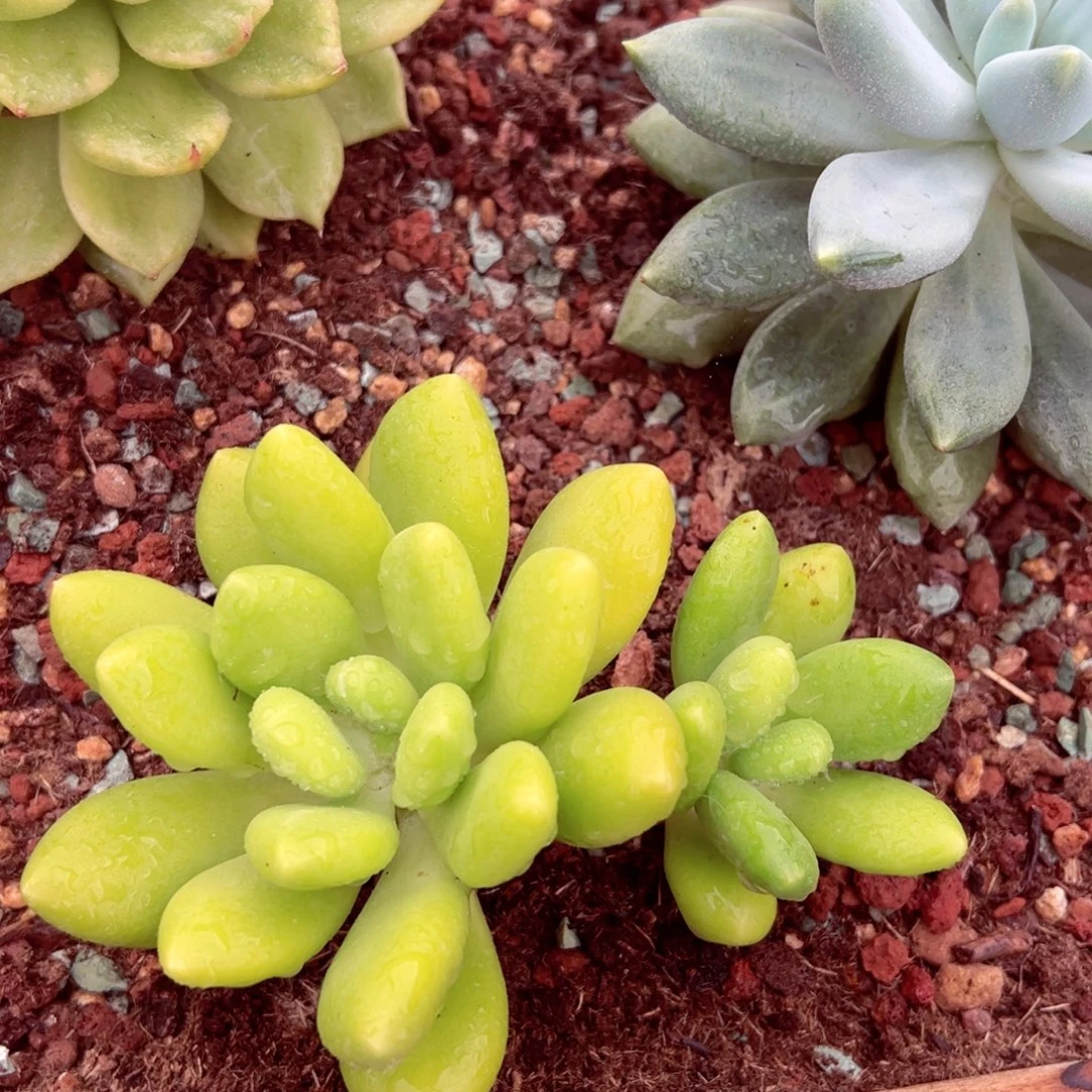 芒果奶小双头发货的
