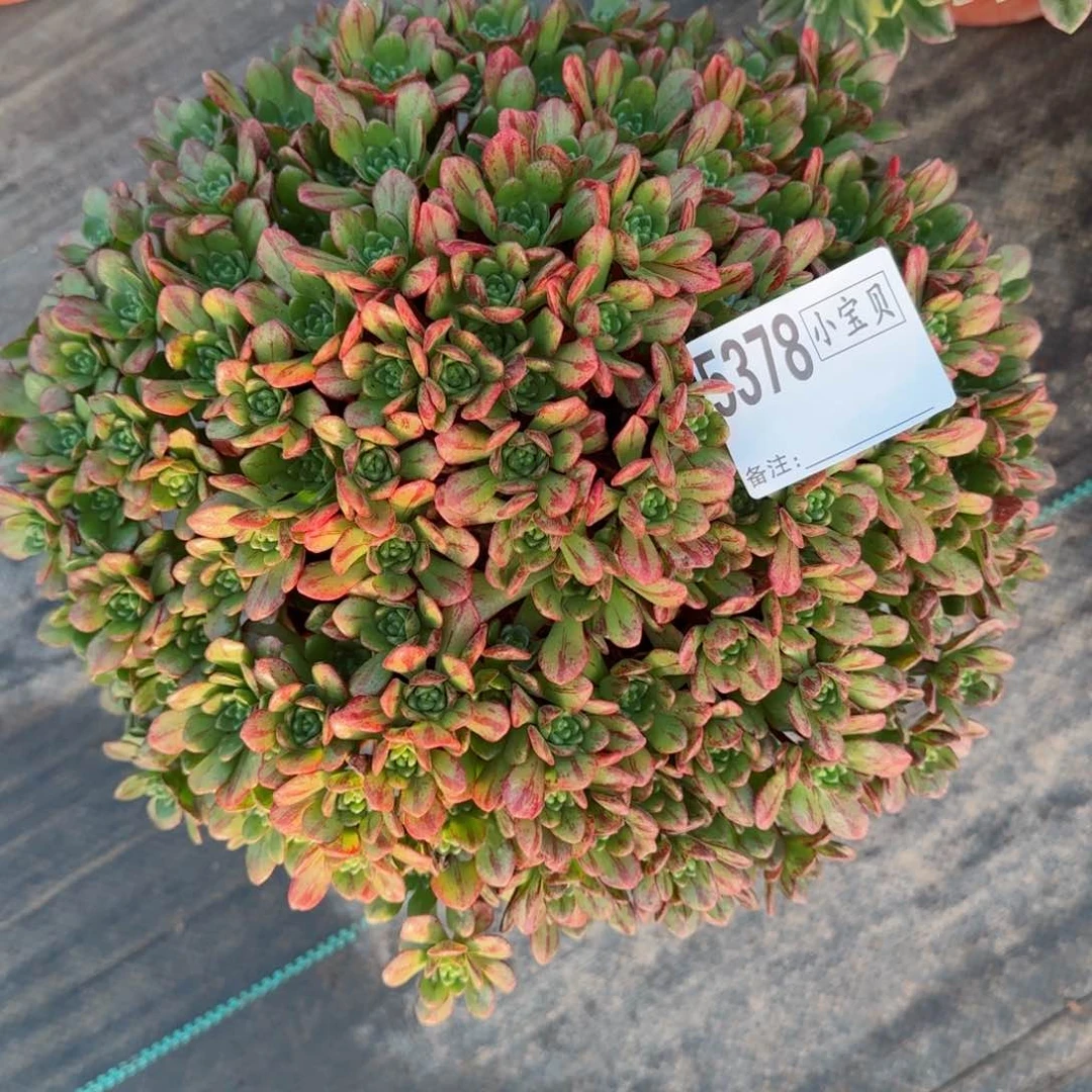 保****音5378小狐狸多肉多肉