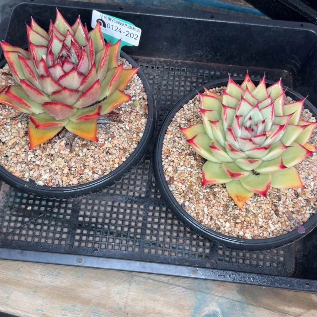 多肉一物一拍0124-202