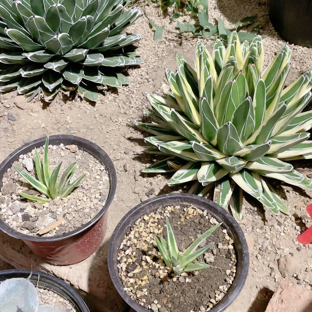 雪山屉之雪小颗龙舌兰