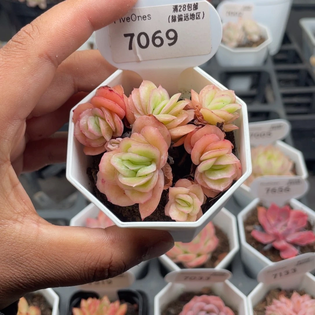 7069冰玫瑰5.0厘米