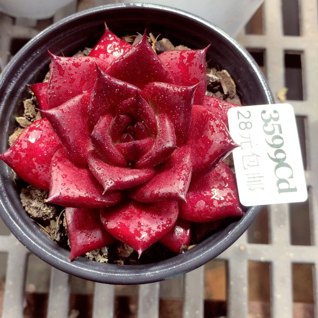 5厘米盆精控多肉3599