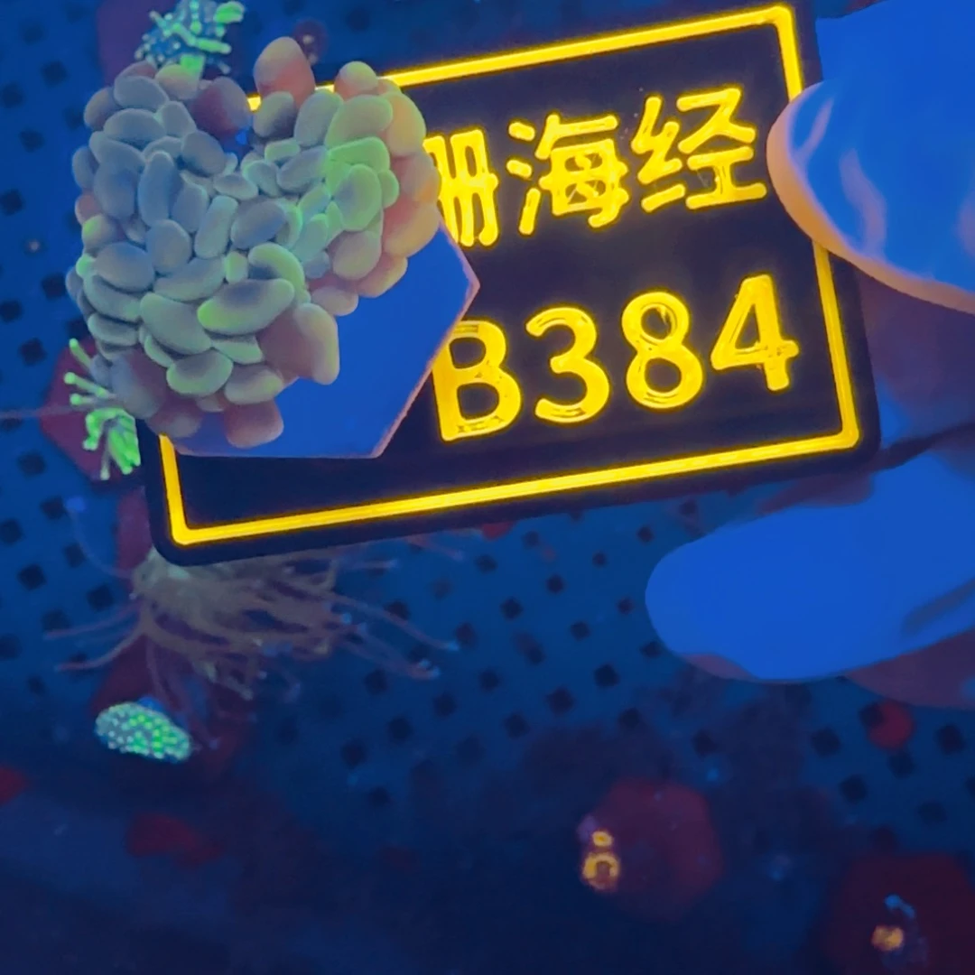 采***盗纽扣珊瑚晓晓不包邮榔头B384