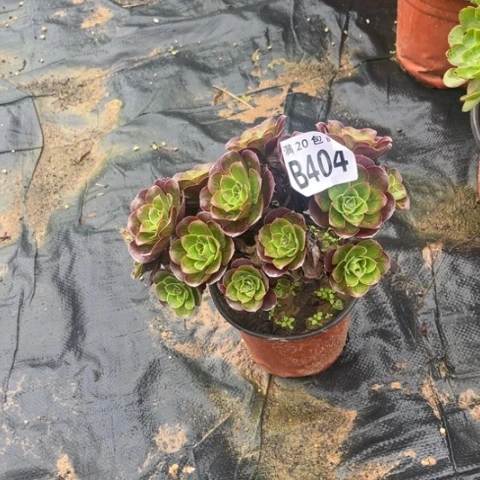 404枚金玫瑰不包断枝