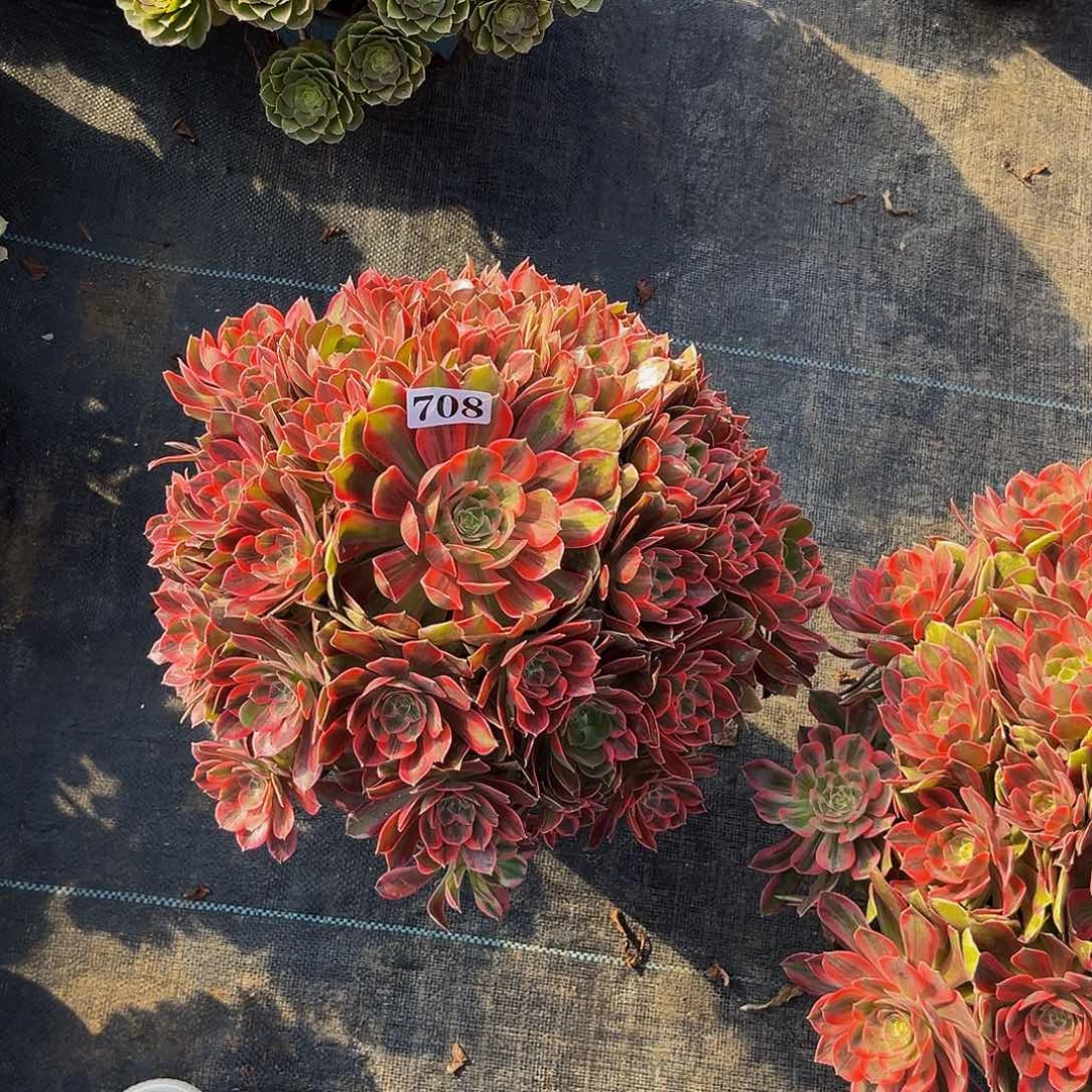 筱***子708焕纱法师锦福利炸