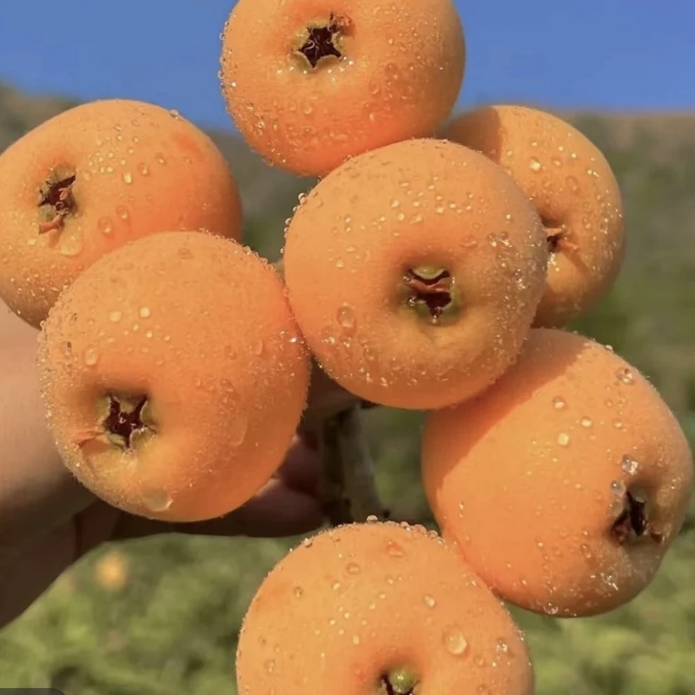 四川攀枝花早春五星新鲜枇杷（现摘现发）