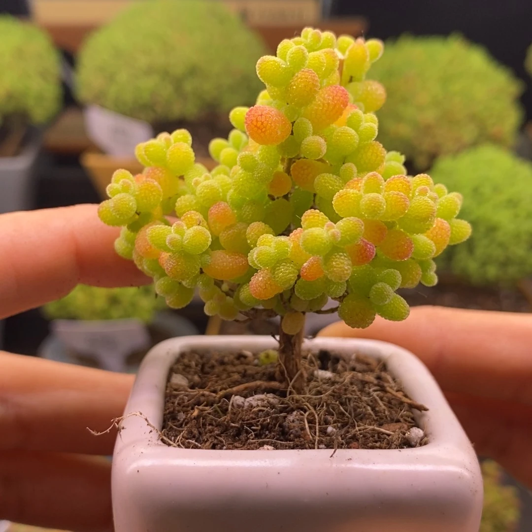 无花朵圣诞树金橘 241。