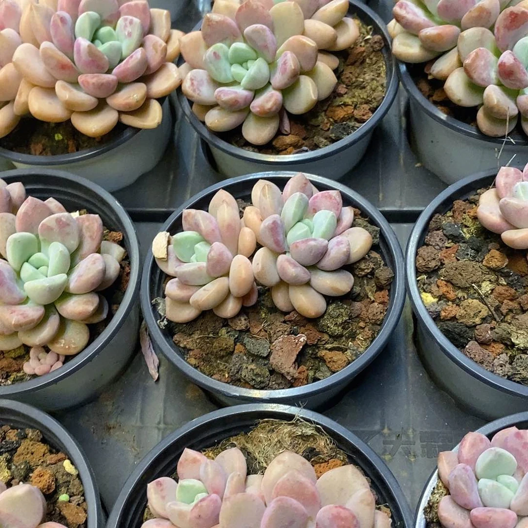 130。双头花班鹿。福利多多