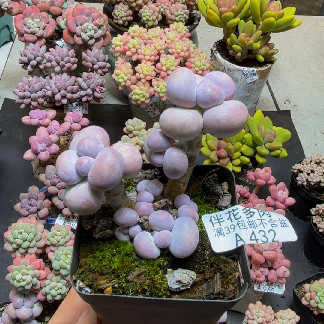 432芭比奶酪6cm多肉