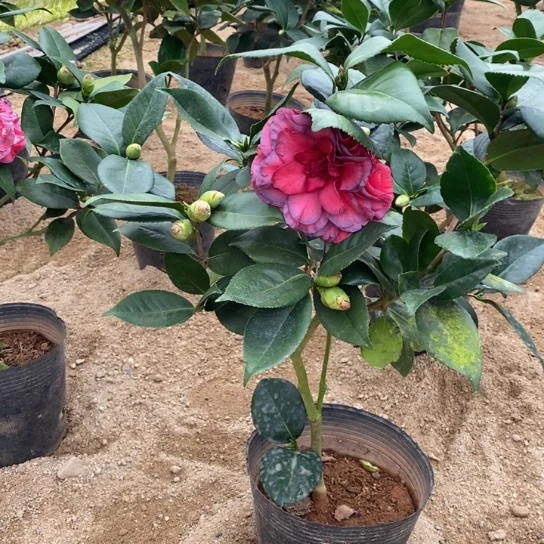 当前无花栽培后可以开花