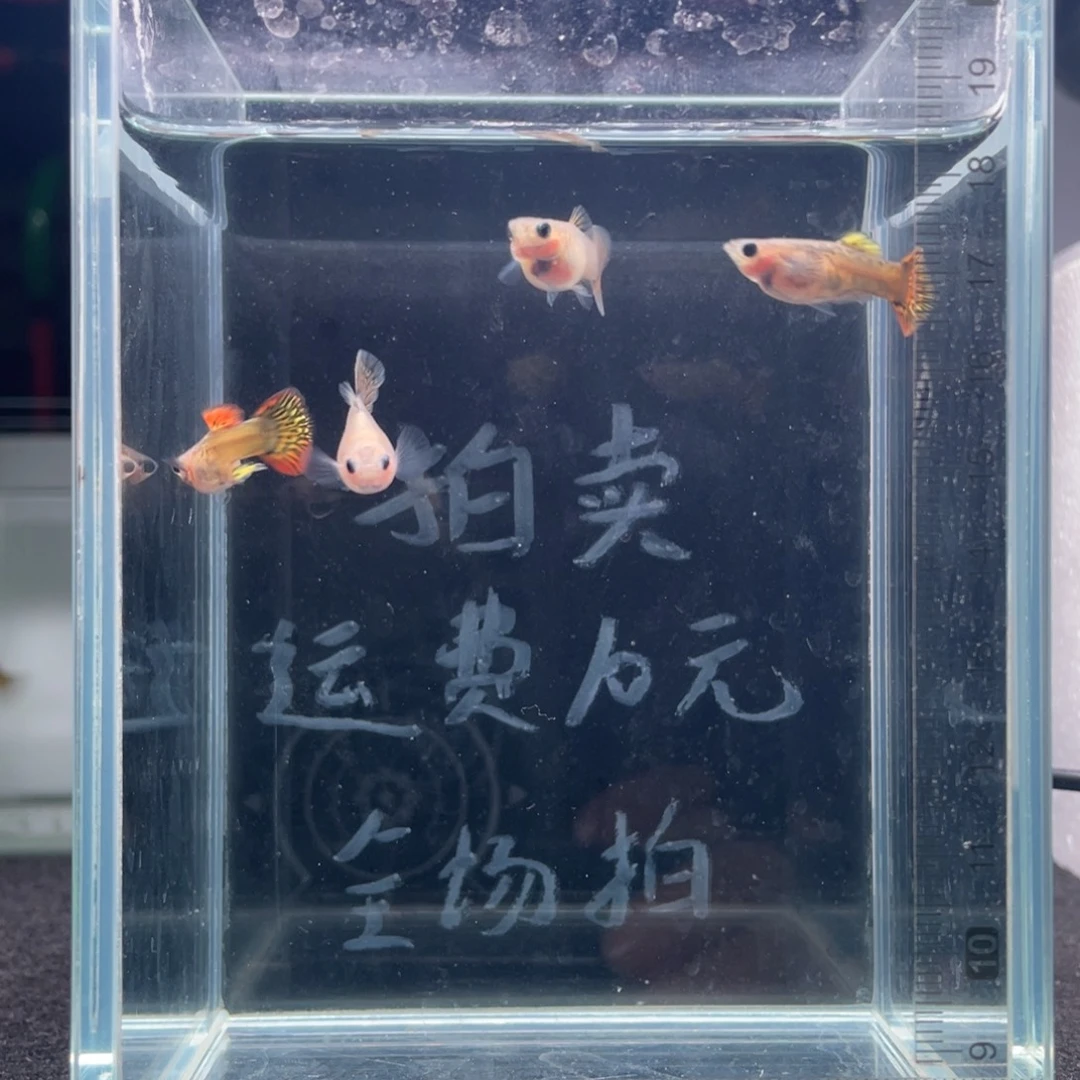 孔雀鱼越系黄老虎玻璃猫两对