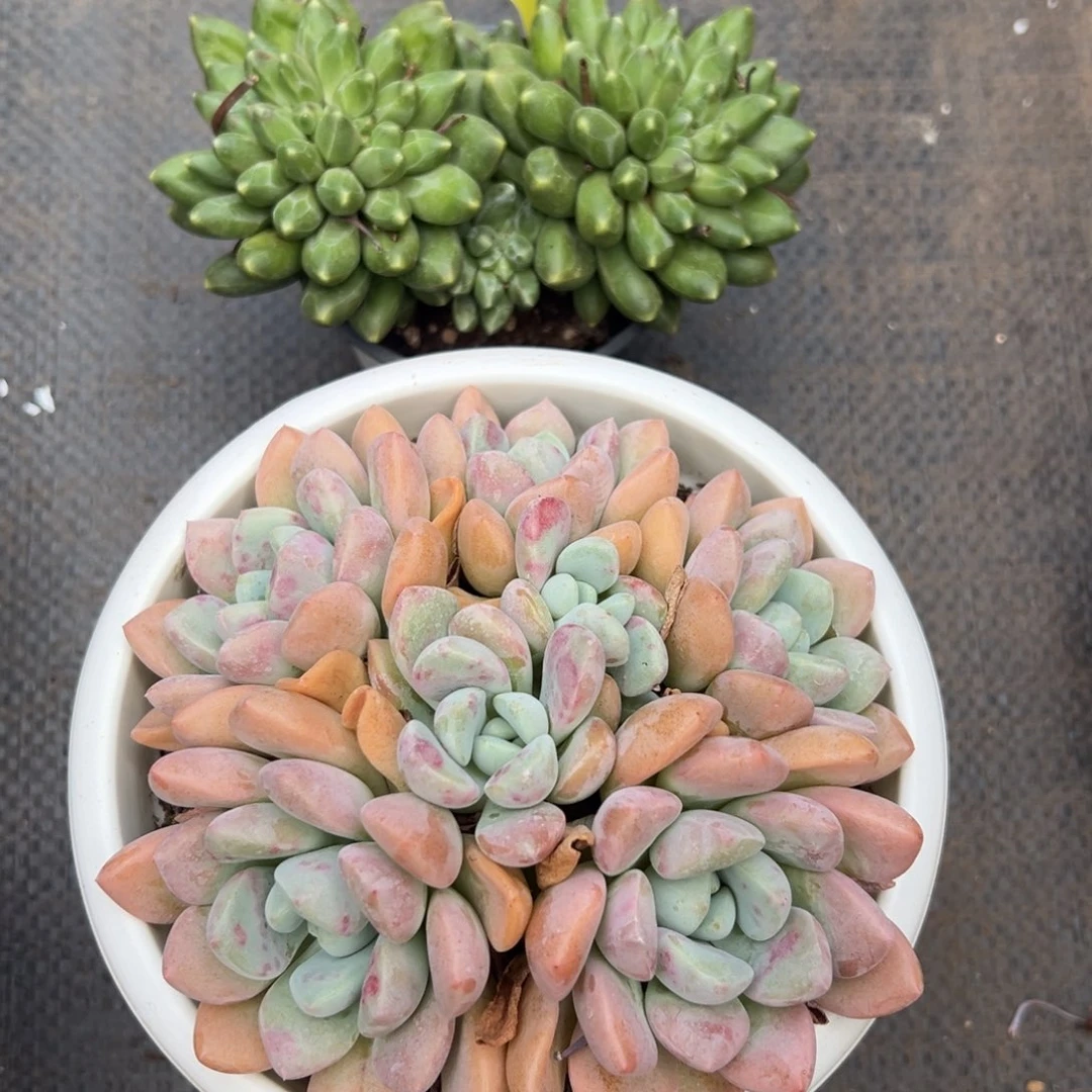 726097 千代田，白鹭两颗特价，只能寄养