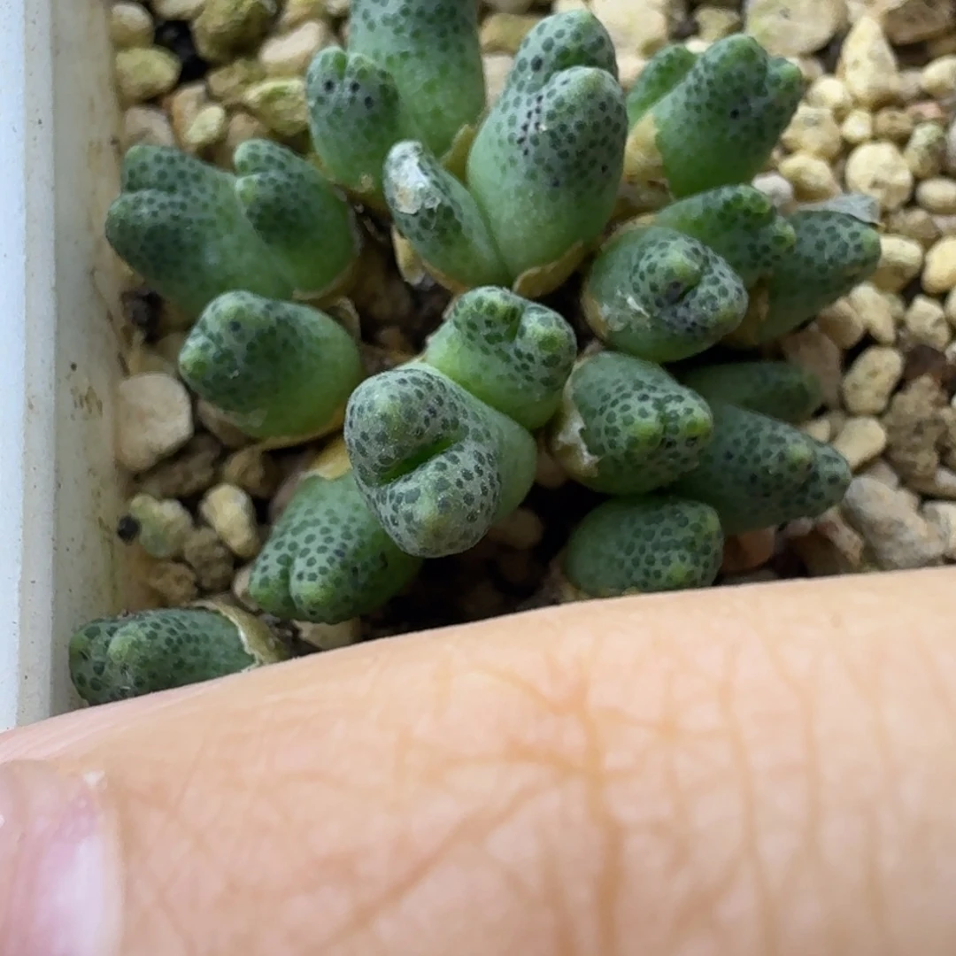 16号草莓斑马群一物一拍