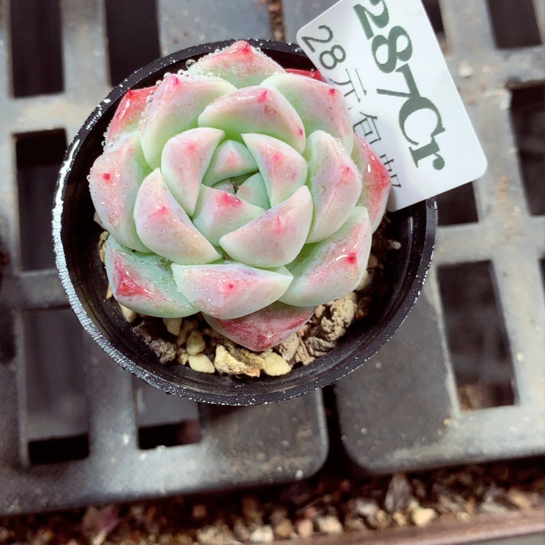 5厘米盆精控多肉植物287