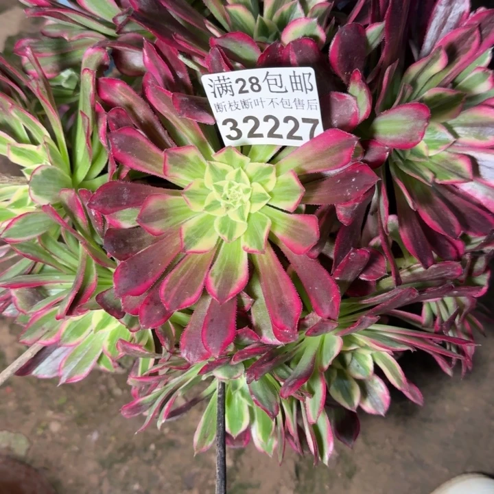 32227天和多肉植物