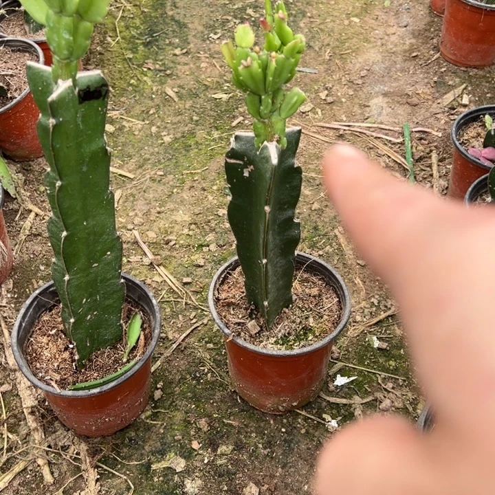 蟹***兰当前无花栽培后可以开花欧37  1443