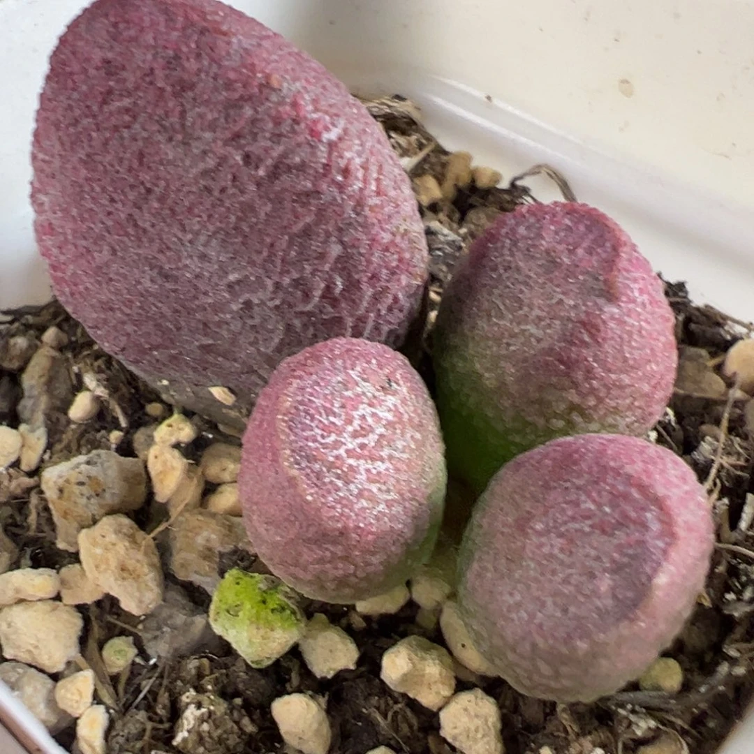赛猪肝大苗多肉植物水泡