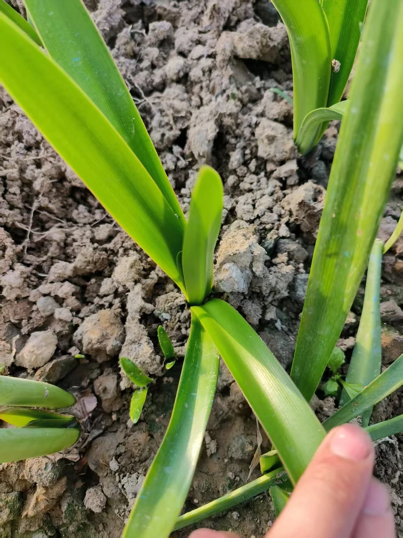 杂交球，不包后期养护，不包开品  不包花色