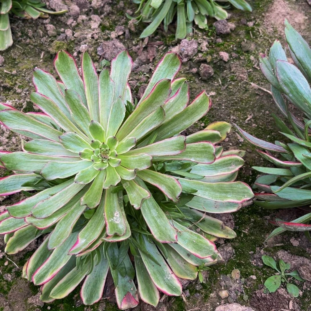 奥黛丽多肉植物捧花的
