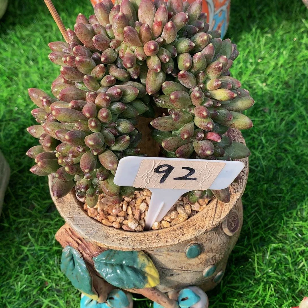 堡**适千代田多肉植物626272