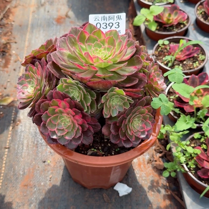 393号万花筒啊啊啊啊