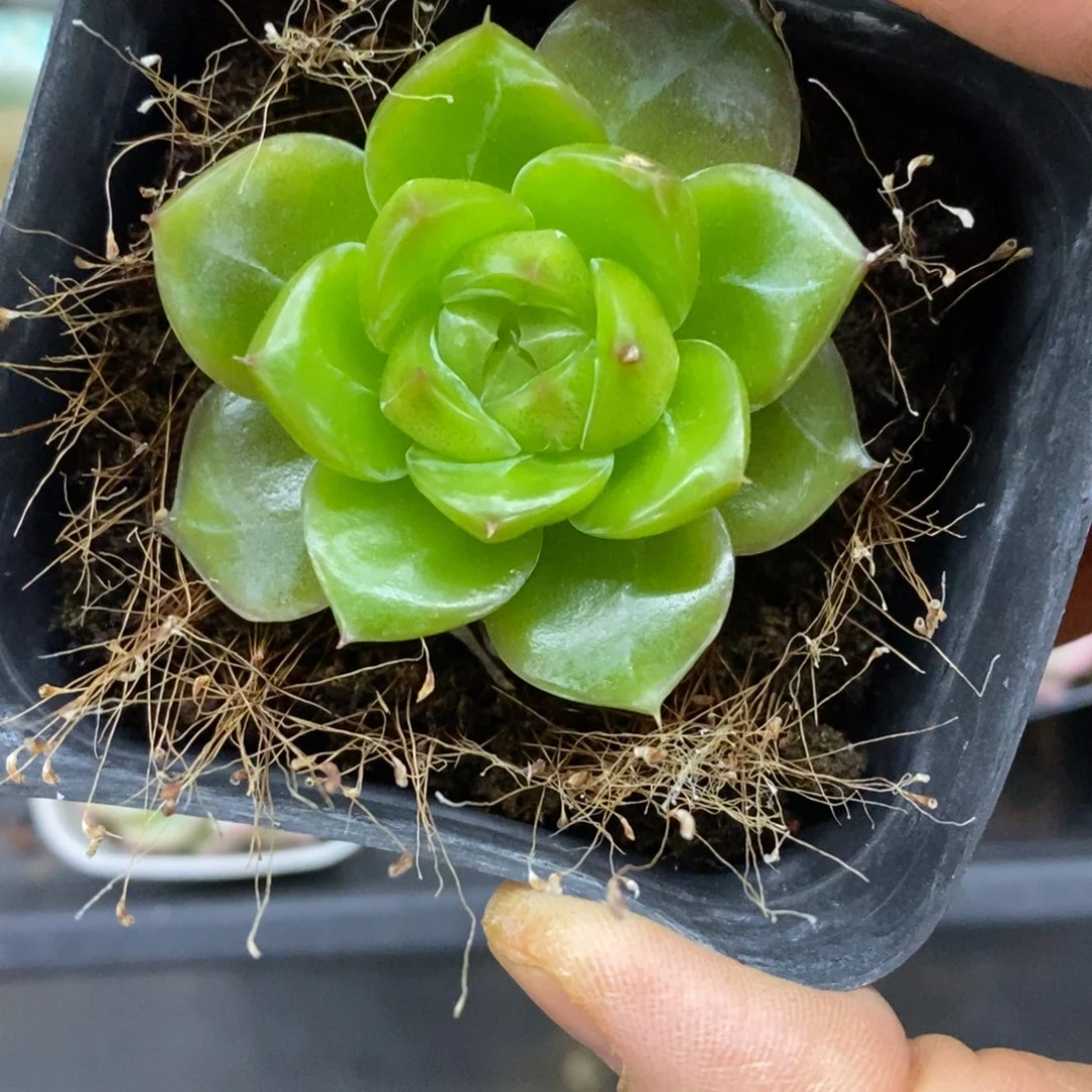 精品多肉一物一拍不包整155
