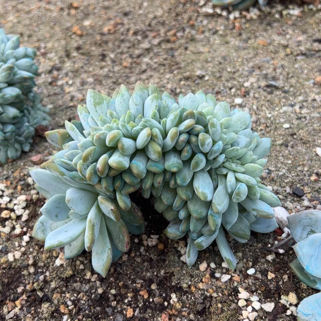 11号实价：148喜欢扣主播改价哦！