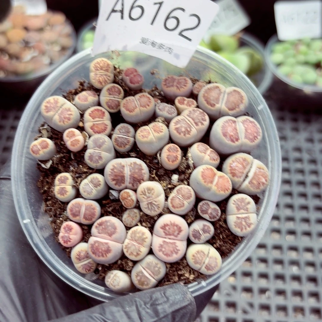 6162—生石花 生石花