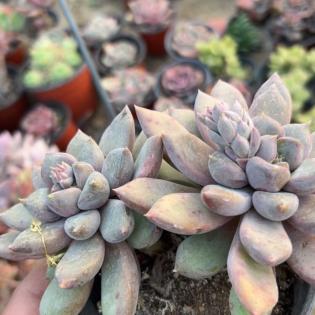 多肉植物多肉植物