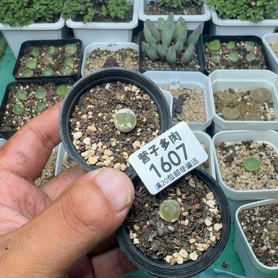 小***团拉登两颗带盆土。