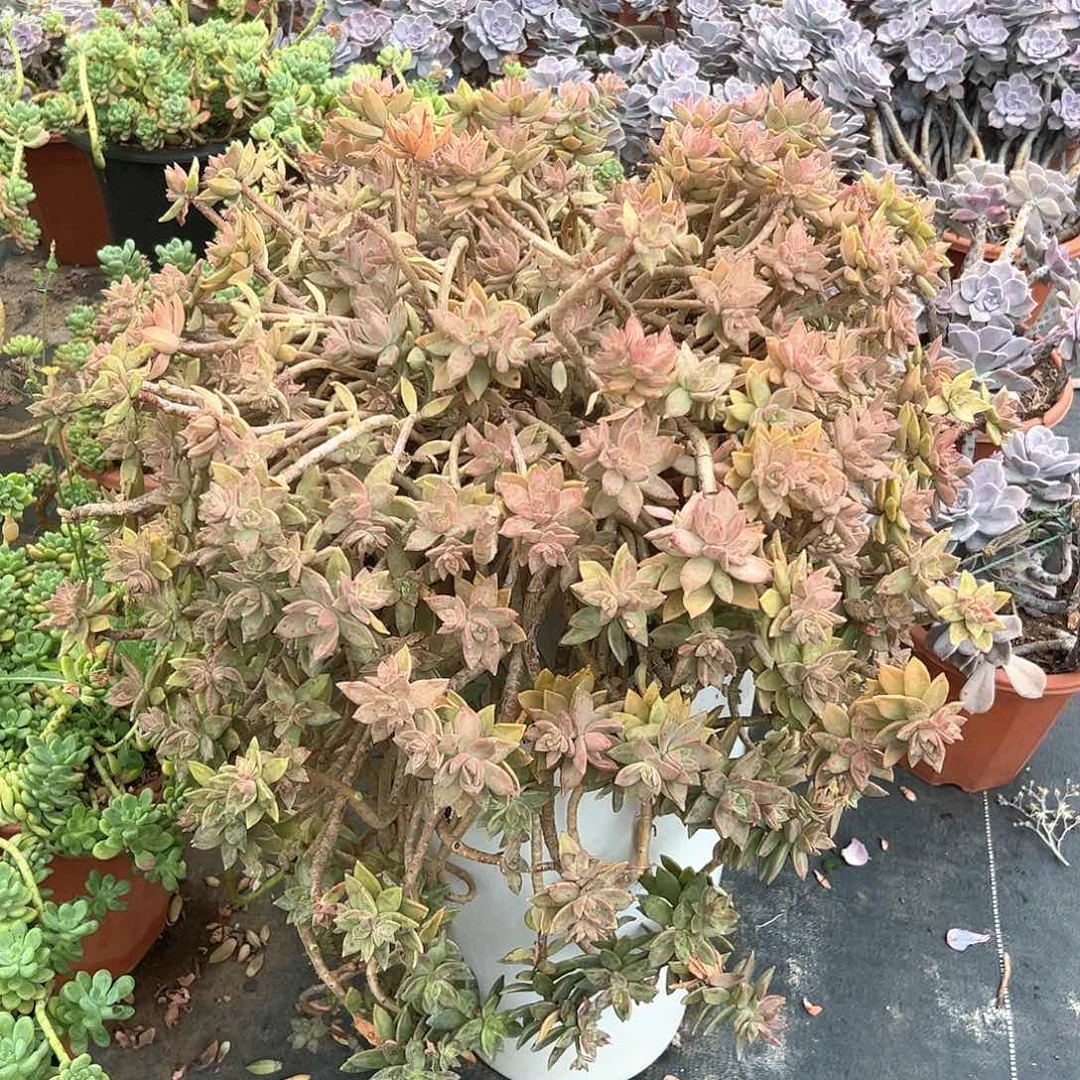 皮皮多肉一物一拍  老桩布丁带盆