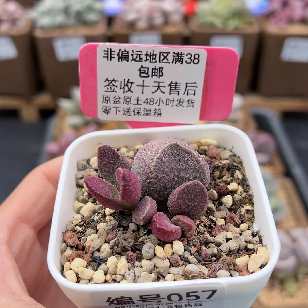 057哈默猪肝多肉