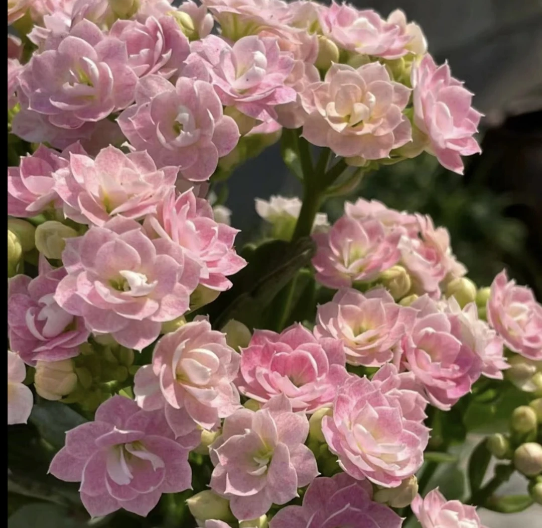 奶油睡莲 稀缺品种长寿花 110盆 -【花财花卉】