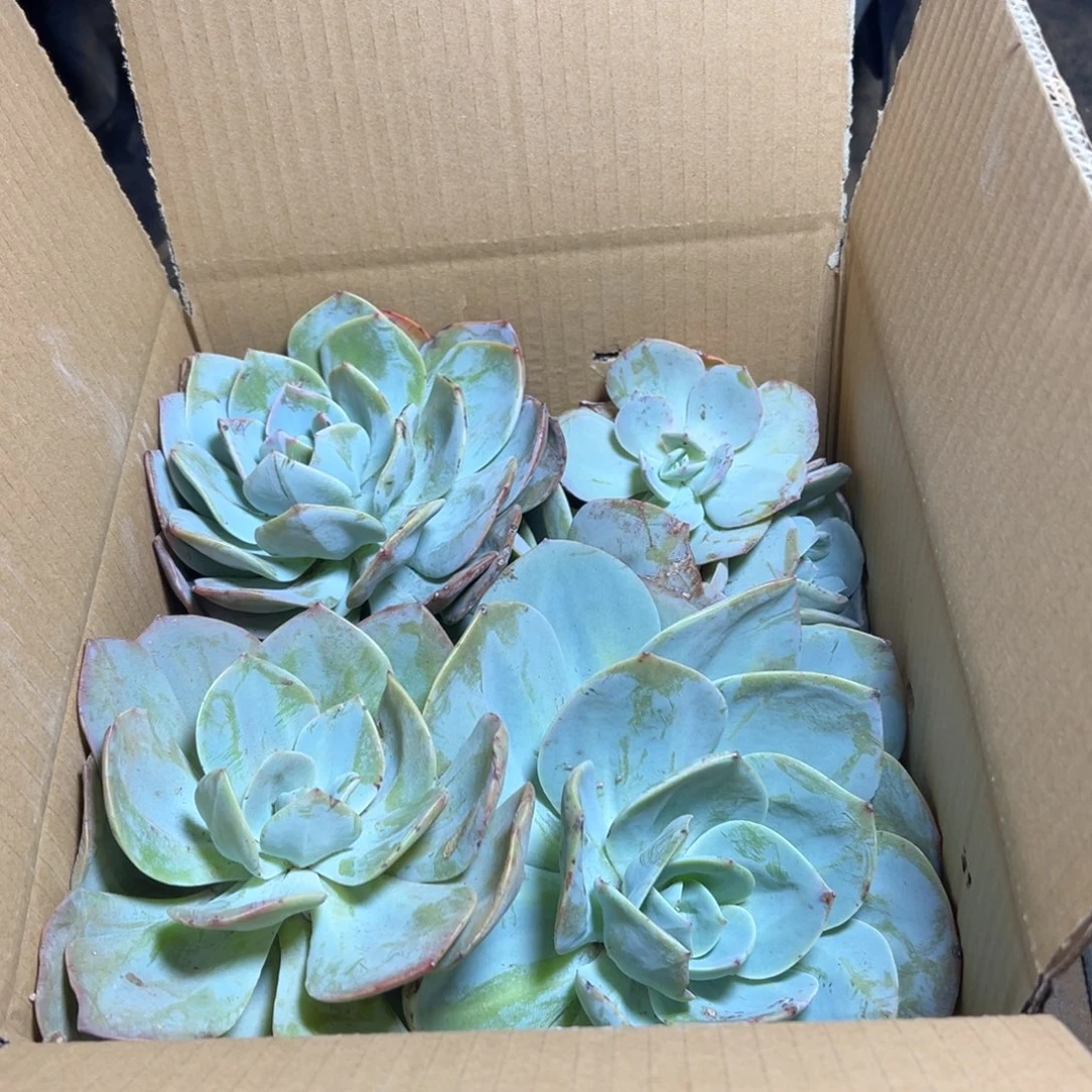 已***置地栽瑕疵白凤4棵（包邮不包损）