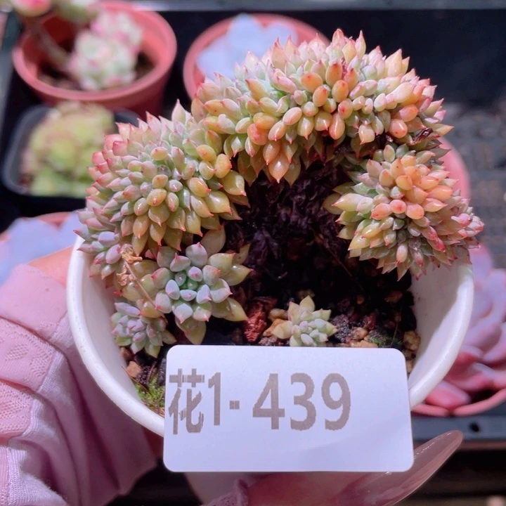 花利美1-439莱恩小精灵缀化