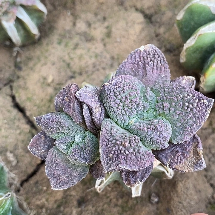 草球苗接双头大尤艳肌哥斯拉