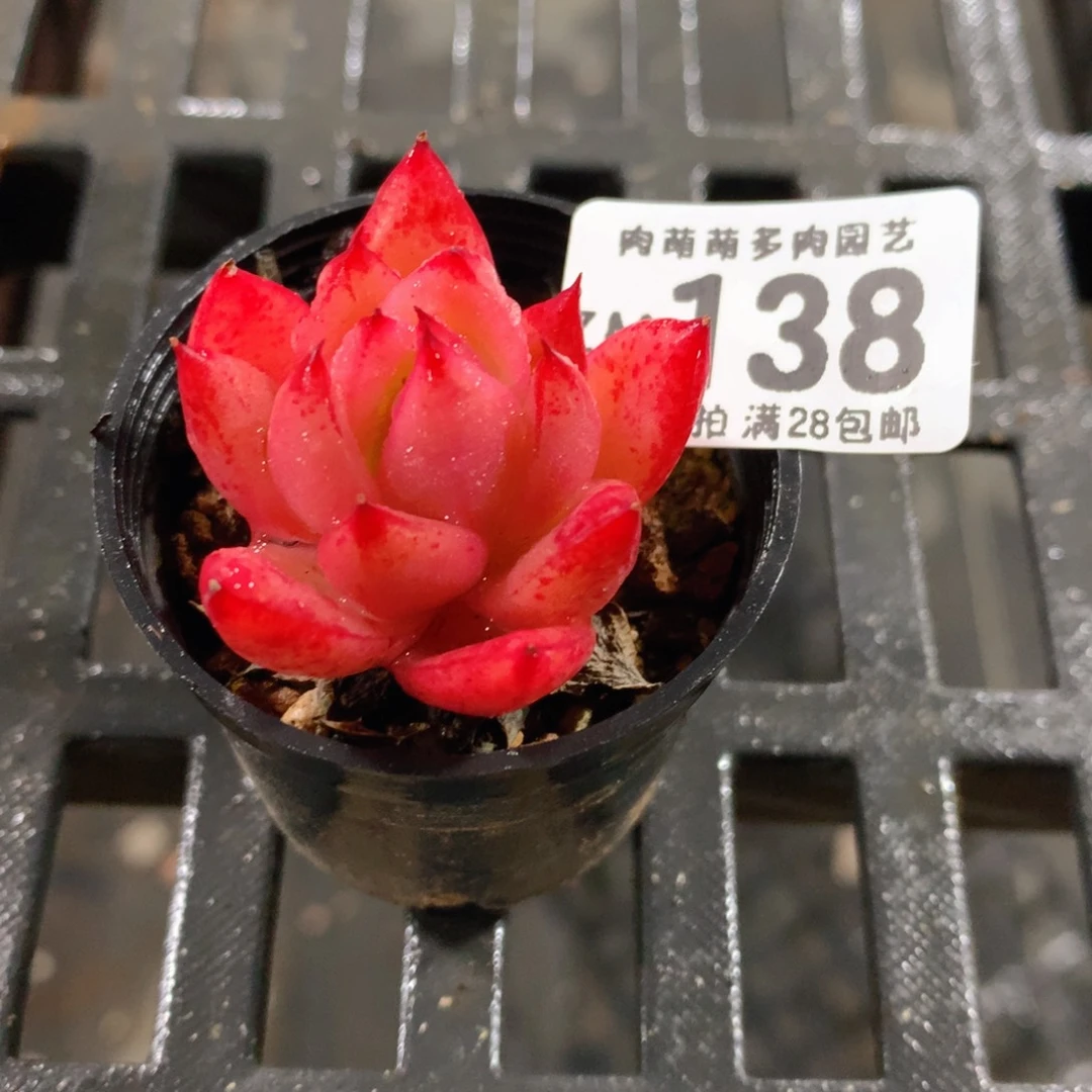 肉萌萌拇指盆精控多肉ZM138