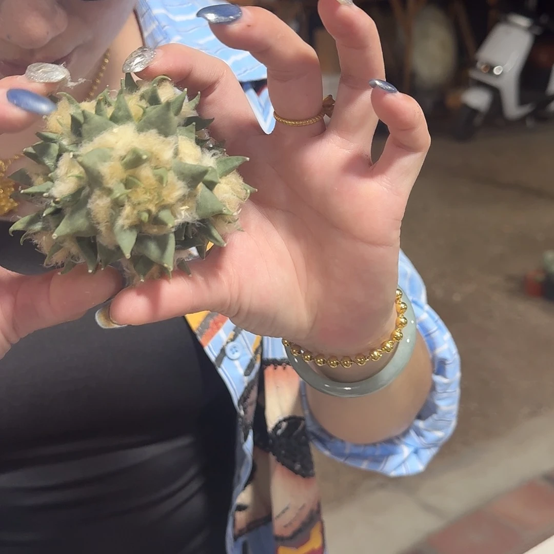 龙牙牡丹仙人球暂未开根