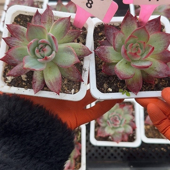 *****8、11 惊鸿仙子多肉植物