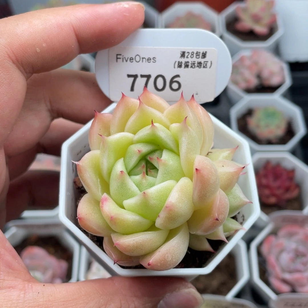 星月泡泡7706-5.5厘米