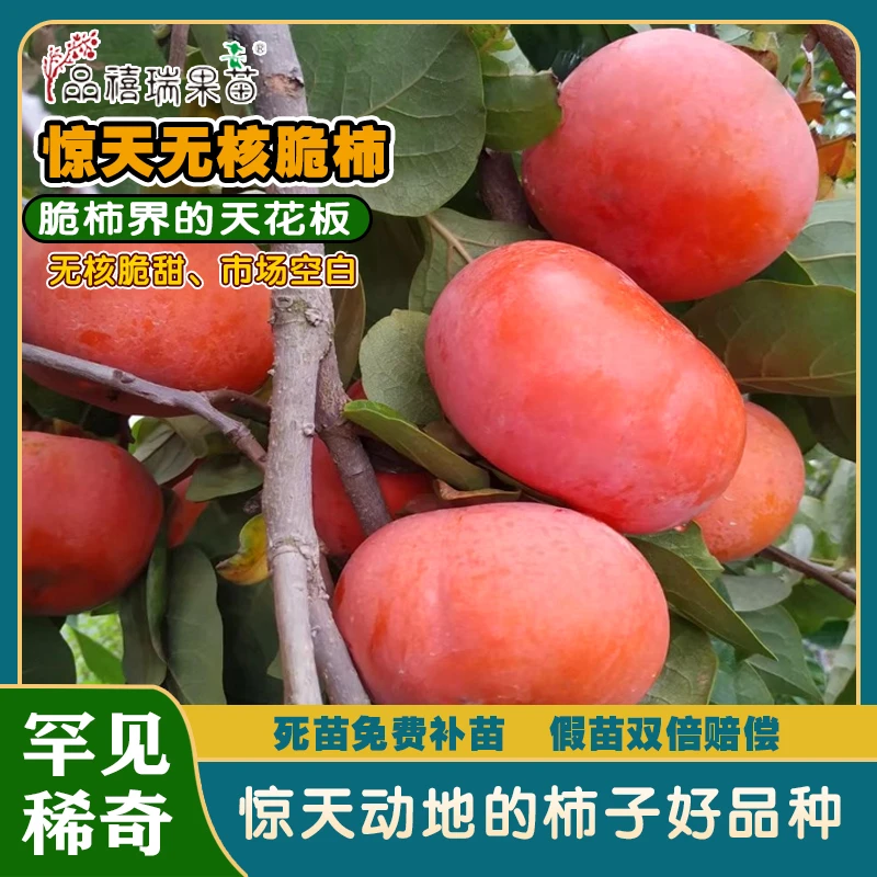 脆柿珍稀品种/惊天无核脆柿/拍下送日本红杏梅、血玉桃和龙花梨苗