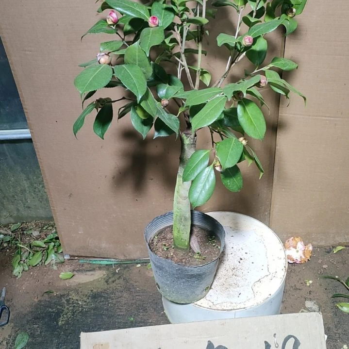 131不知名，原盆原土发货，不包邮