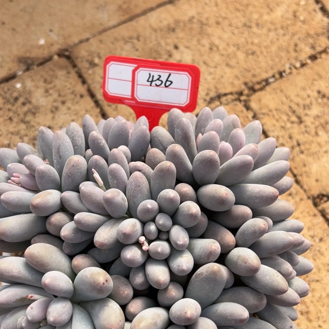 4836。
