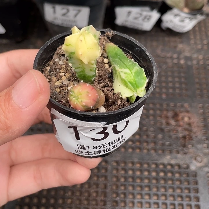 130特价福利仙人球2（没有根不做售后）